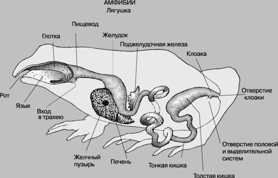 На рисунке отделы кишечника лягушки обозначены цифрами ответ