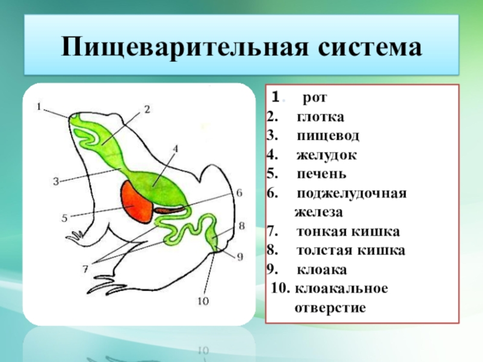 На рисунке изображена голова лягушки какой орган обозначен на рисунке буквой а