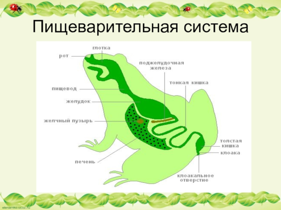 Рассмотрите рисунок напишите названия частей пищеварительной системы лягушки обозначенных цифрами