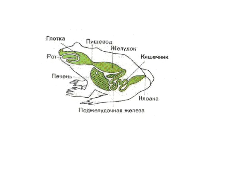 Рассмотрите рисунок напишите названия частей пищеварительной системы лягушки обозначенных цифрами