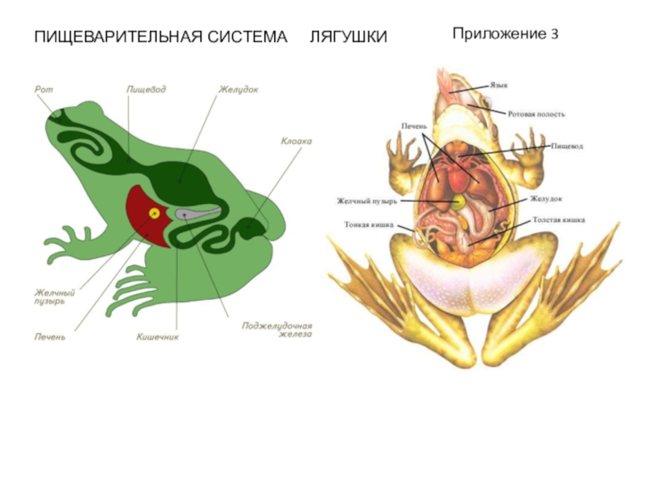 Рассмотрите рисунок напишите названия частей пищеварительной системы лягушки обозначенных цифрами