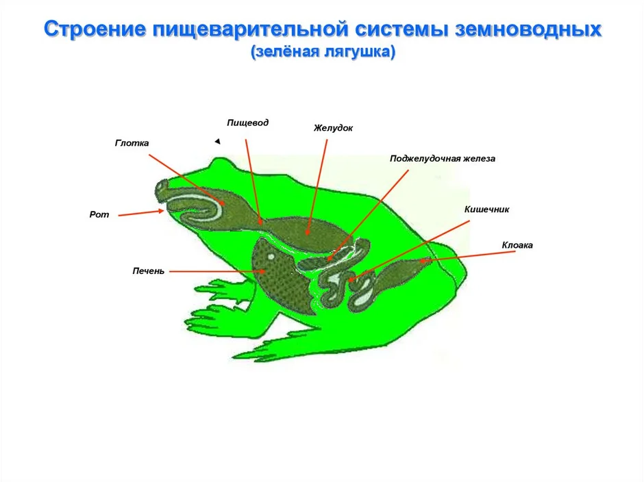 Схема пищеварительной системы лягушки