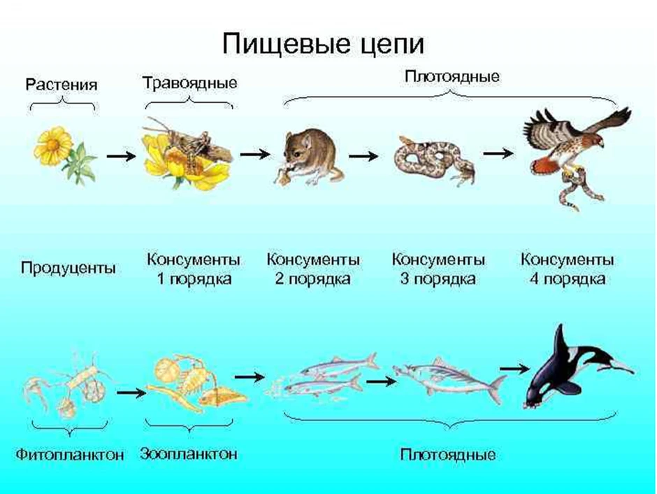 Продуценты консументы и редуценты схема