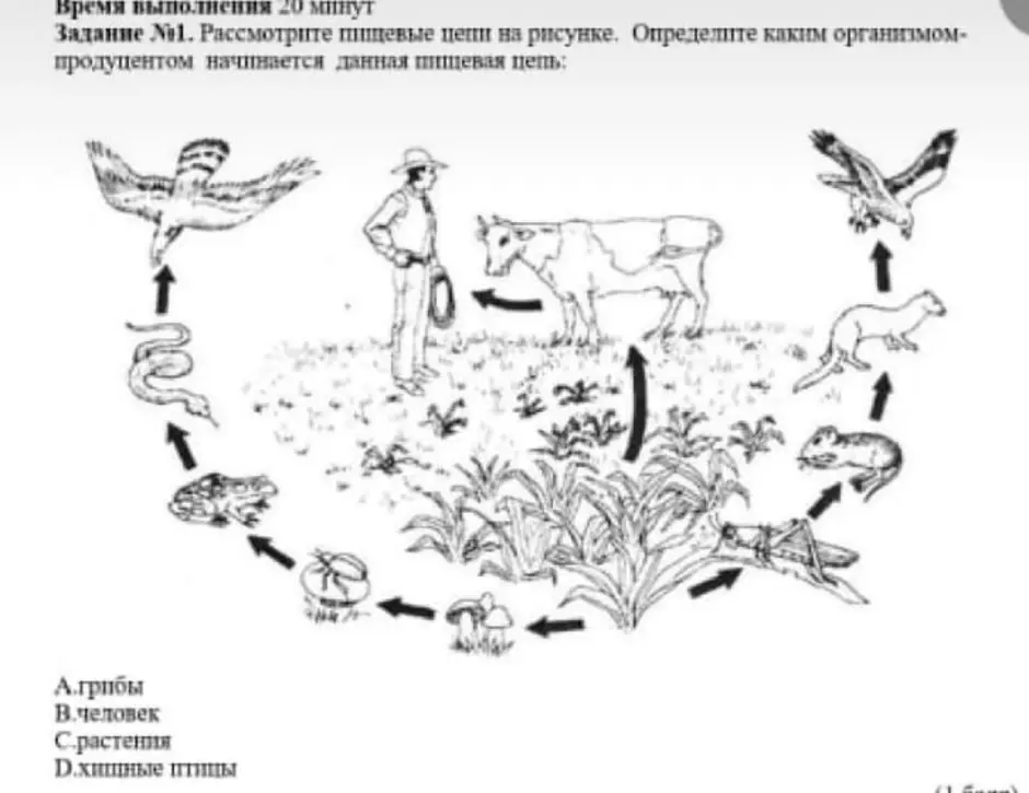 Рисунок пищевой цепи биология