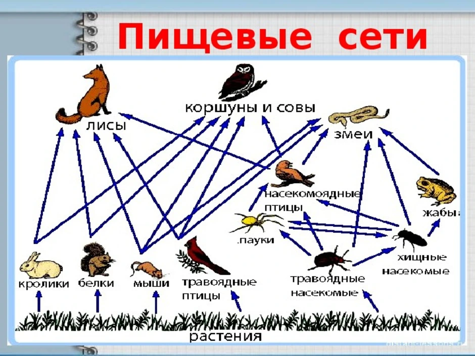 На схеме изображена пищевая сеть состоящая из пастбищных цепей виды обозначены буквами