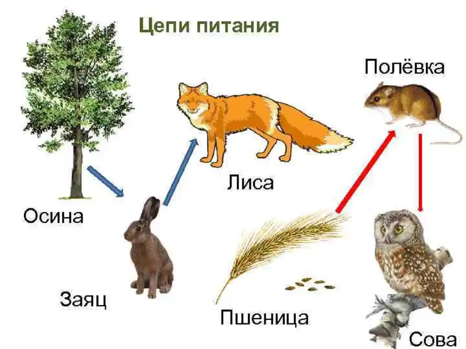 Цепь питания лиственного леса. Модель цепи питания животных 3 класс окружающий мир. Пищевая цепочка в лесу 3 класс окружающий мир. Как составить цепочку питания. Цепь питания осина заяц волк.