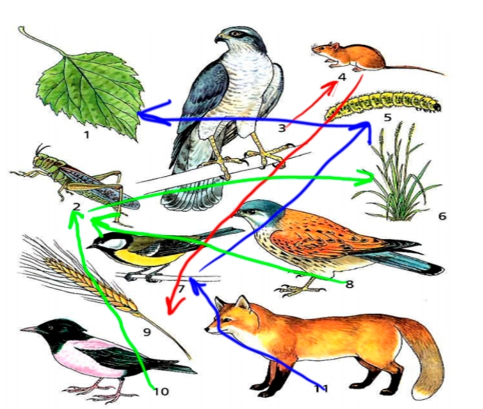 Пищевая цепь 5 класс биология картинки