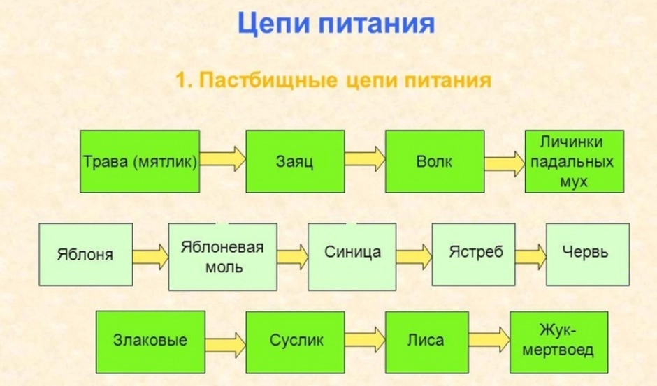 Цепи питания примеры