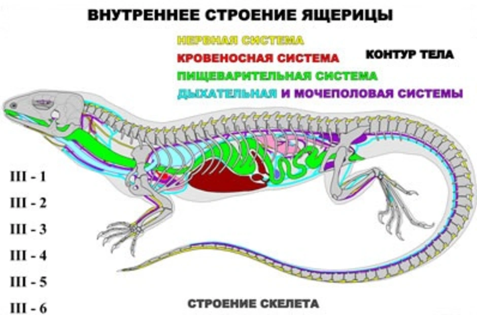 Внутренние органы рептилий. Пищеварительная система прыткой ящерицы. Строение пищеварительной системы ящерицы. Внутреннее строение ящерицы пищеварительная система. Анатомия прыткой ящерицы.