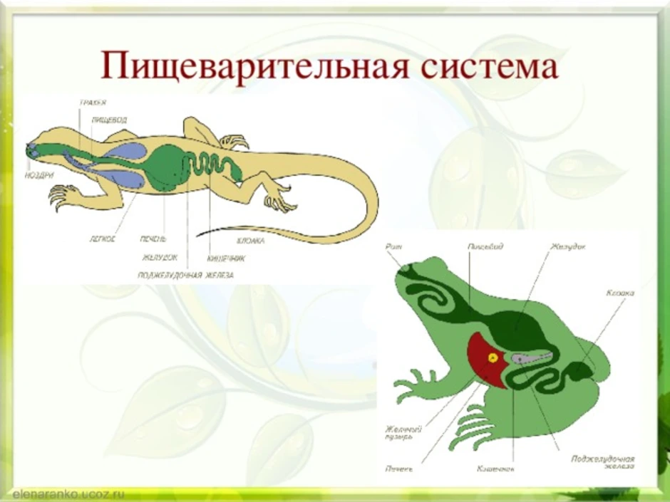 Пищеварительная система ящерицы рисунок