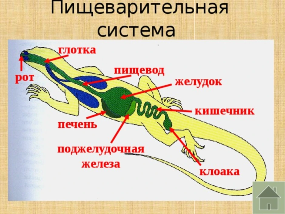 Выделительная система ящерицы рисунок