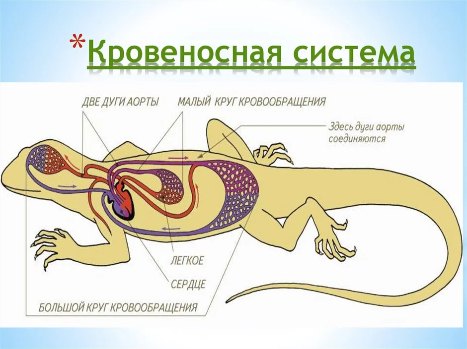 Внешнее строение ящерицы рисунок. Строение пресмыкающихся. Внутреннее строение пресмыкающихся. Кровеносная система пресмыкающихся. Органы кровеносной системы пресмыкающихся.