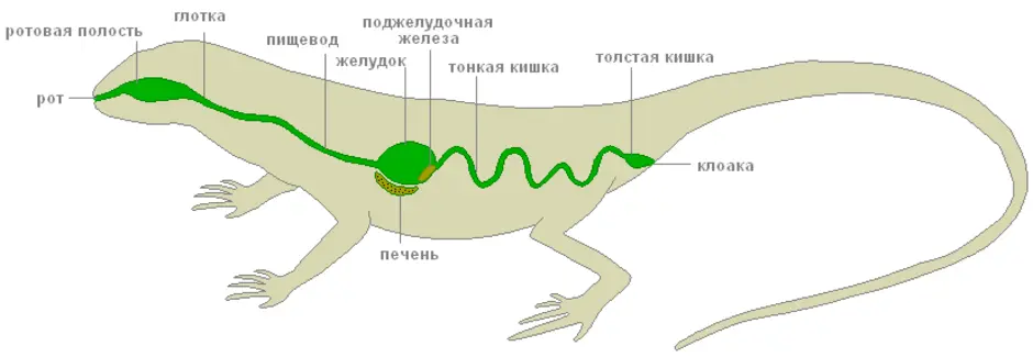 Органы ящерицы рисунок