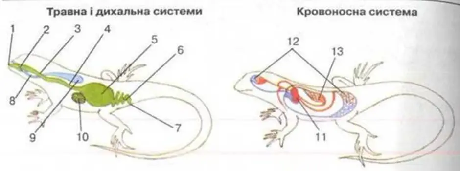 Схема кровеносная система ящерицы