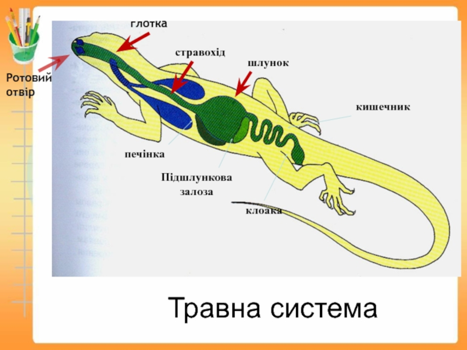 Пищеварительный тракт ящерицы начиная со рта. Строение пищеварительной системы ящерицы. Пищеварительная система ящерицы схема. Строение пищеварительной системы пресмыкающихся. Строение ящерицы пищеварительная система внутреннее.