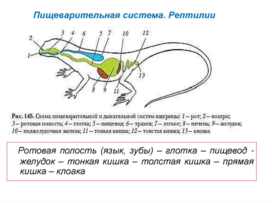 Ящерица звуковая схема