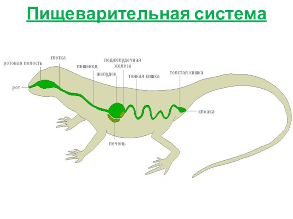 Пищеварительная система ящерицы рисунок