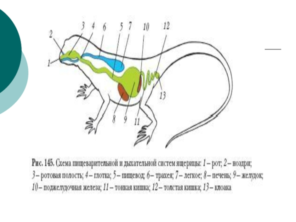Пищеварительный тракт ящерицы. Схема строения пищеварительной системы пресмыкающихся. Схемапищеварителльной и дыхатеоьнрй системы ящерицы. Схема пищеварительной и дыхательной систем ящерицы. Пищеварительная система ящерицы схема.