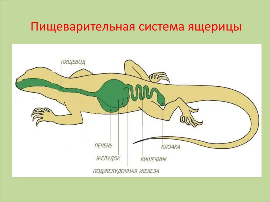 Внутреннее строение ящерицы фото