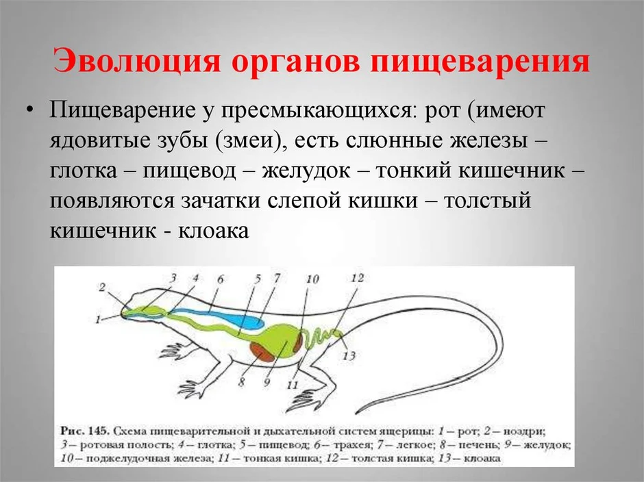 Пищеварительная система ящерицы рисунок