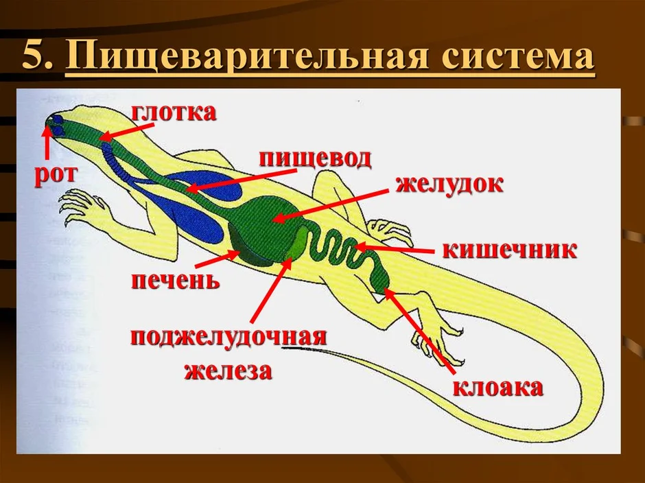 Строение ящерицы рисунок