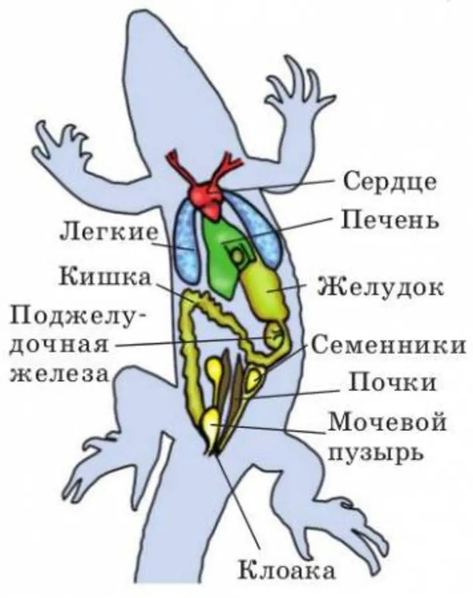 Строение ящерицы рисунок