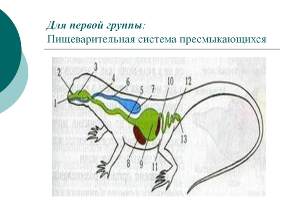 Кишечник рептилий. Пищеварительная система ящерицы схема. Схема строения пищеварительной системы пресмыкающихся. Схема пищеварительной и дыхательной систем ящерицы. Пищеварительная система пресмыкающихся рептилий.