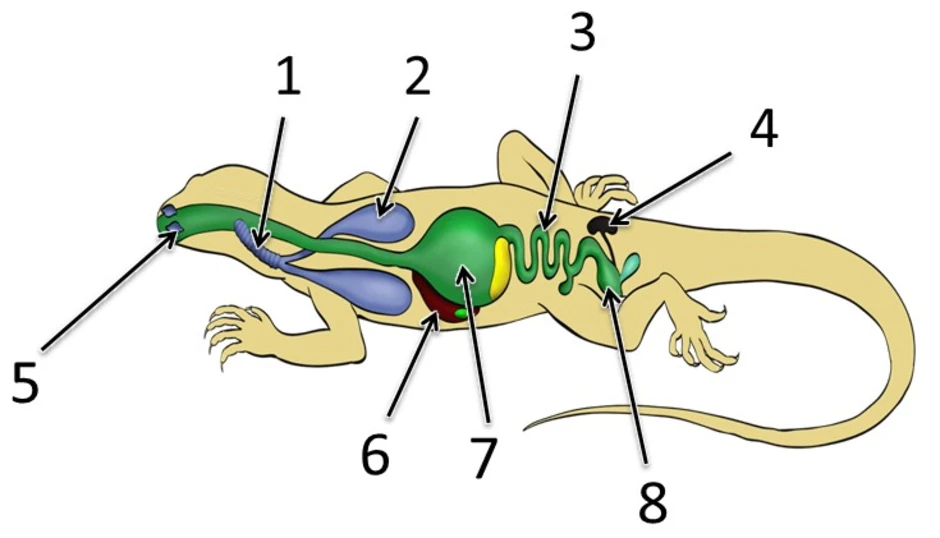 Рисунок внутренние органы ящерицы