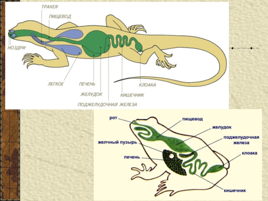 Внутренние органы рептилий. Внутреннее строение пресмыкающихся схема. Гребенчатый Тритон внутреннее строение. Внутреннее строение ящерицы пищеварительная система. Органы пищеварительной системы у рептилий.