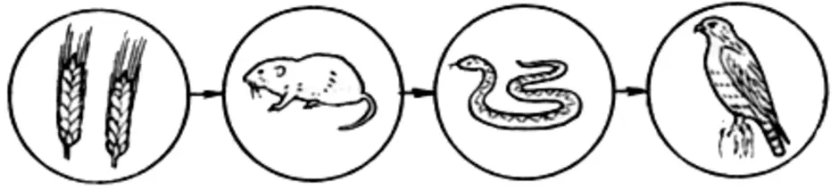 Цепь питания окружающий мир 2 класс рисунок
