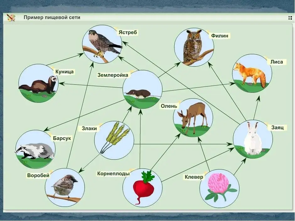 Картинки пищевые цепи в природе