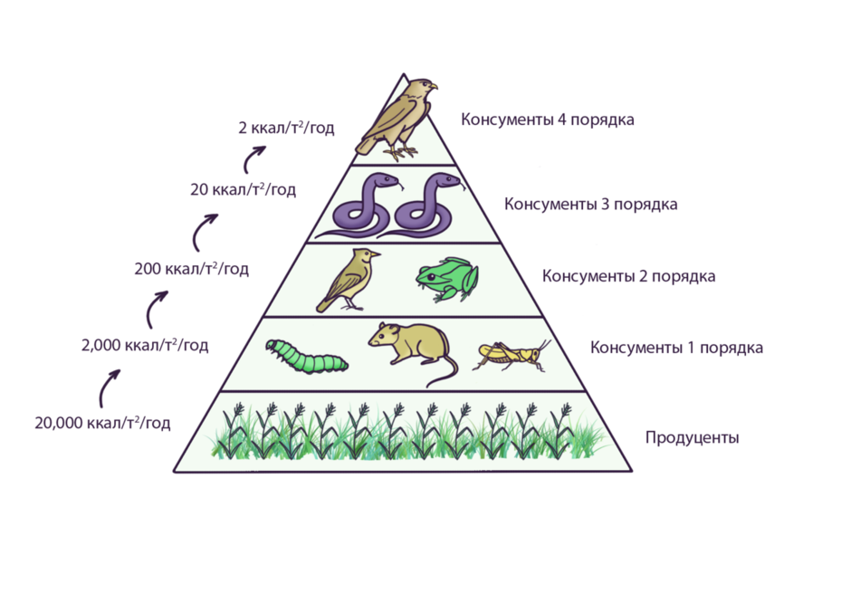 Графическое изображение пищевой цепи