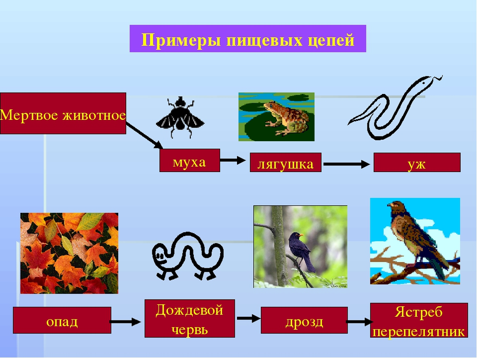 Графическое изображение пищевой цепи