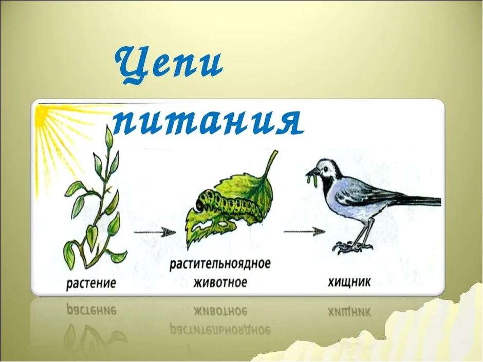 Презентация на тему цепи питания