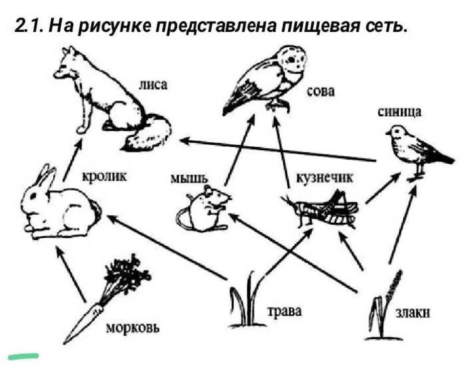 Как нарисовать пищевую цепочку