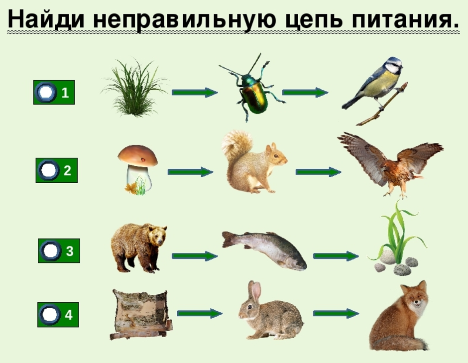 Презентация цепи питания 3 класс окружающий мир