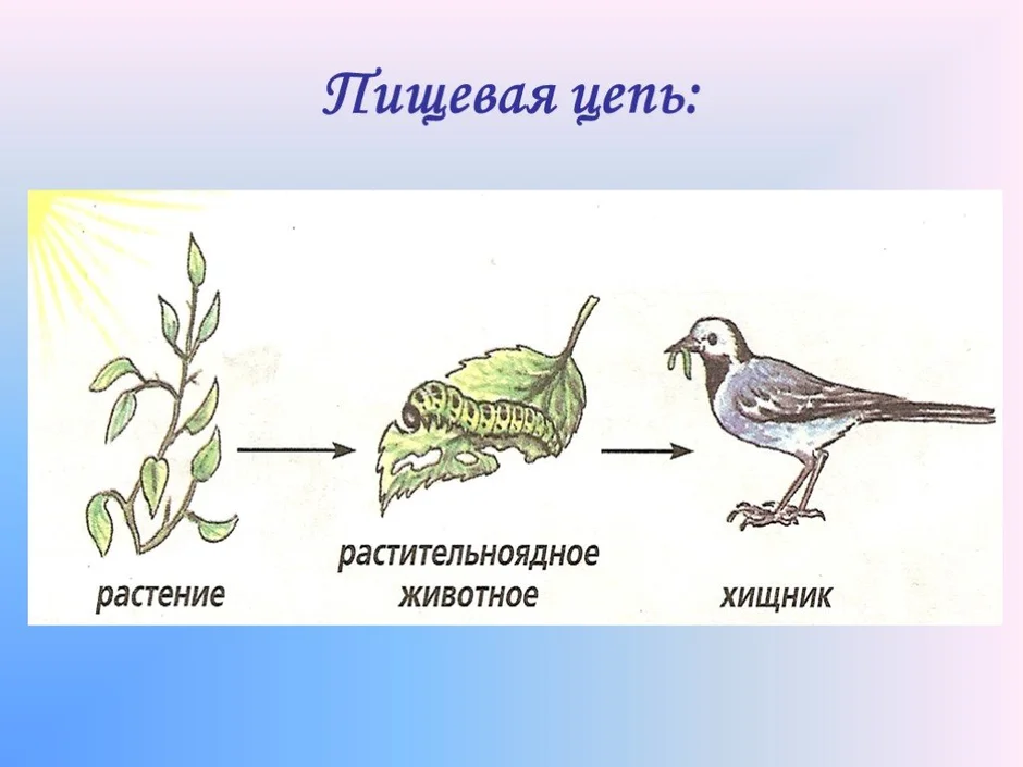 Нарисовать пищевую цепочку биология 5 класс