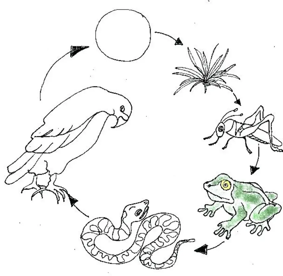 Цепь питания окружающий мир 2 класс рисунок