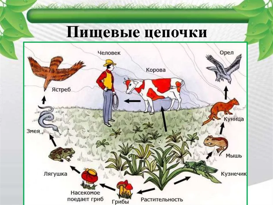 Составление схем пищевых цепей и переноса энергии в экосистеме 9 класс таблица