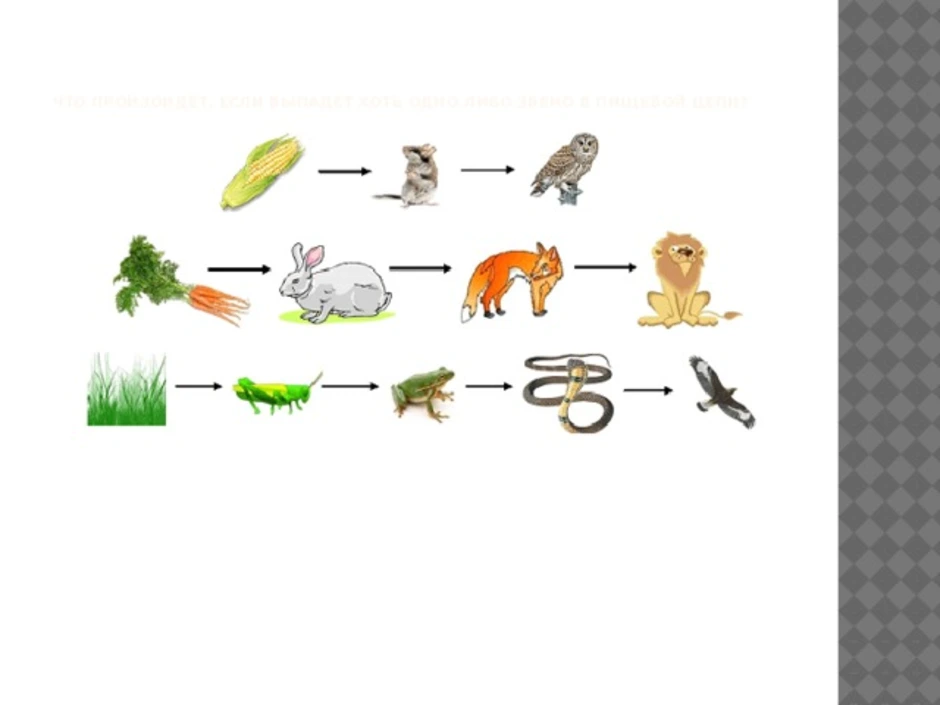 Цепь питания окружающий мир 3 класс примеры с картинками