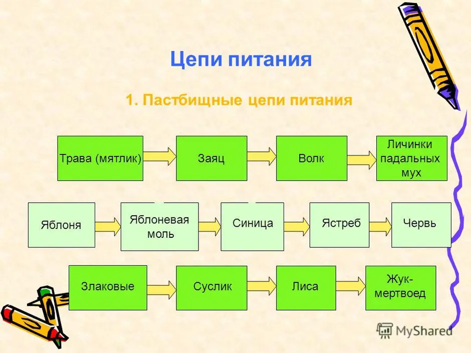 Найдите на рисунке ошибку в изображении перехода вещества и энергии в фрагменте цепи питания