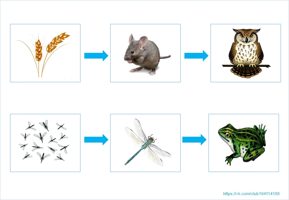 Пищевая цепь схема 9 класс