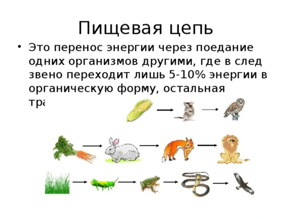 Сообщение экологические связи. Как составить пищевую цепь. 5 Цепей питания 5 класс биология. Цепи питания животных 5 класс биология. Цепи питания биология 6.