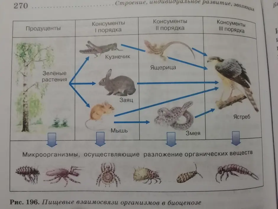 Закончите схемы цепей питания растение ящерица