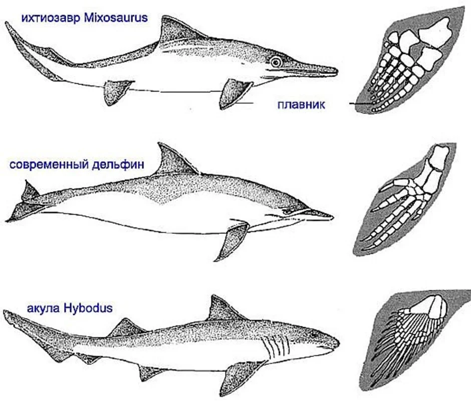 Ласты у рыб. Акула Ихтиозавр Дельфин. Конвергенция акула Ихтиозавр Дельфин. Конвергенция акулы, ихтиозавра, дельфина. Ласты дельфина и ихтиозавра.