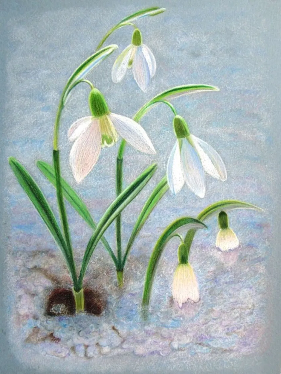 Рисуем подснежники поэтапно. Galanthus ikariae. Первоцветы галантусы. Подснежник Сибирский ветреница. Подснежник Борткевича.