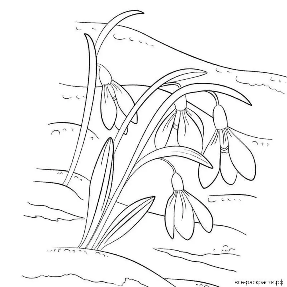 Картинки для раскрашивания подснежники