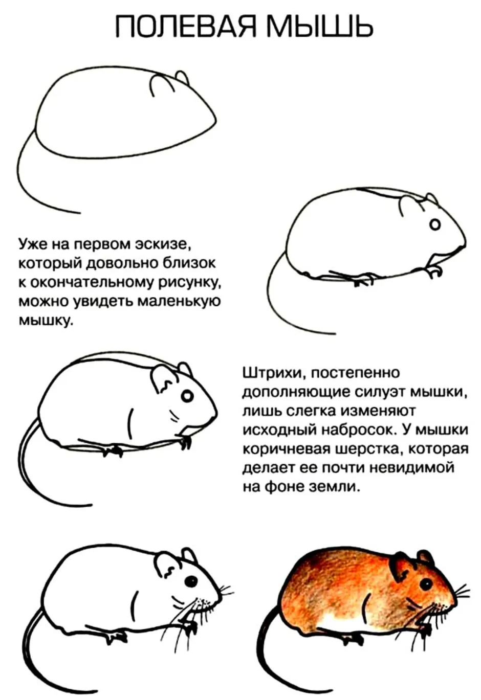 Нарисовать полевую мышь