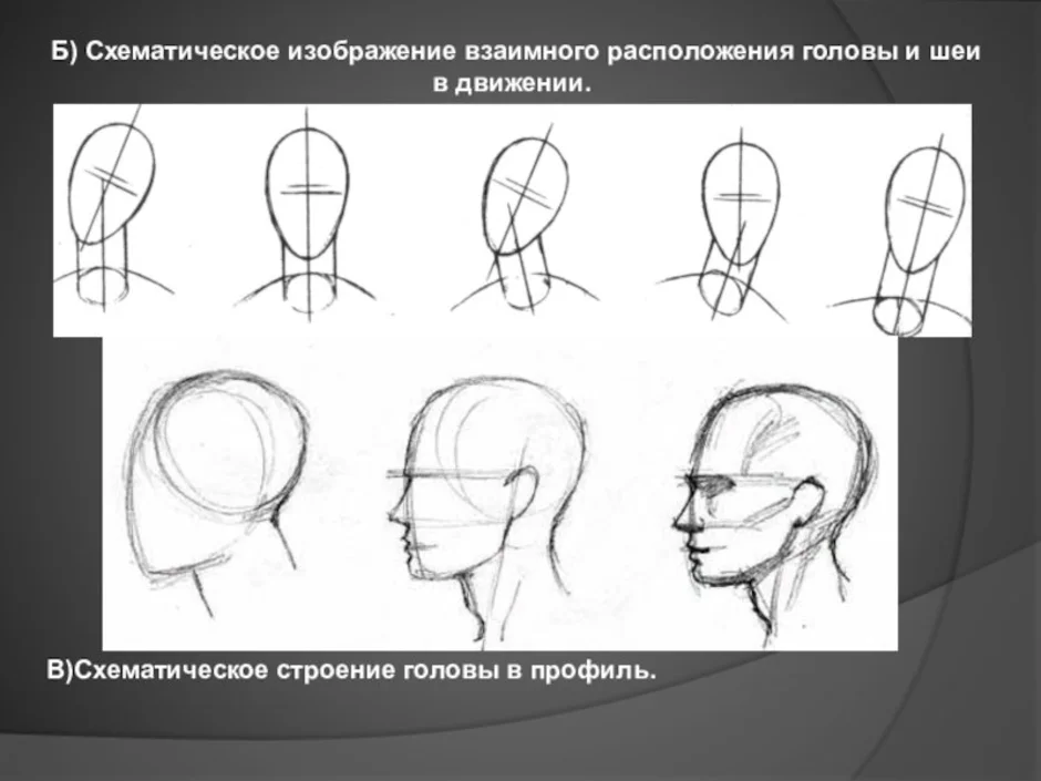 Как рисовать строение головы