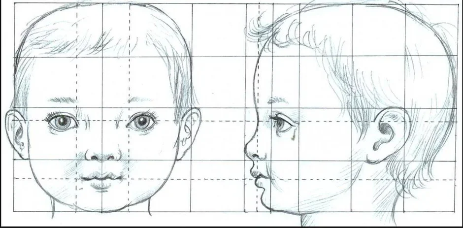Схема пропорций головы человека